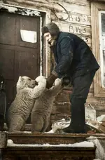 Сотрудник метеостанции кормит медвежат. Новая Земля, 1970 год.webp